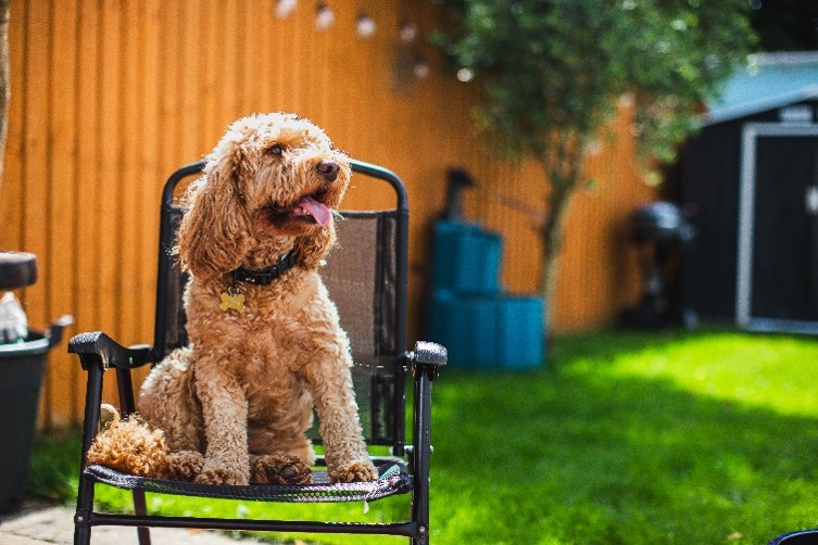 pets and hot weather